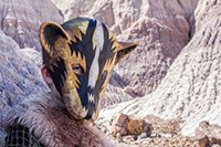 A boy wears a paper mache badger mask by artist Jym Davis