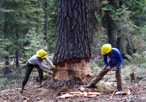 Two men with hard hats use a hand saw to cut a fallen tree