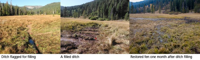 Drakesbad Meadow restoration progression