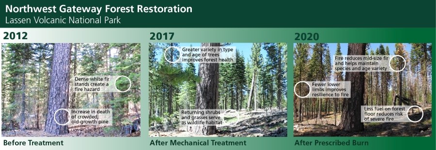 A graphic with three photos of a forest before and after different fire management treatments.