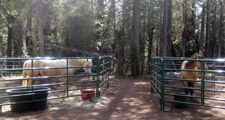 Two horses in horse corrals Two horses in horse corrals