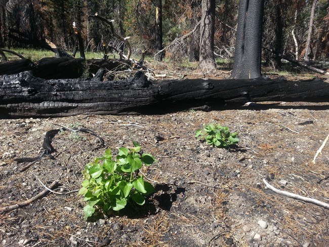 Aspen seedlings with bright green leaves contrast with the burned surface and blackened logs in a burned area.