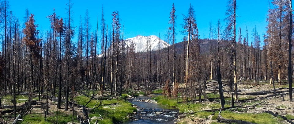 A landscape photo of green grass growing along the shore of creek lined by trees recently burned by wildfire.