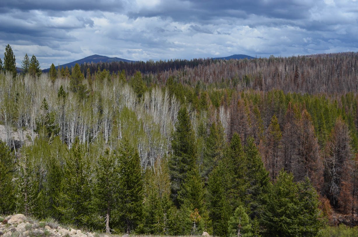 View of fire-killed conifer trees in the background and living conifers and an aspen stand in the foreground.
