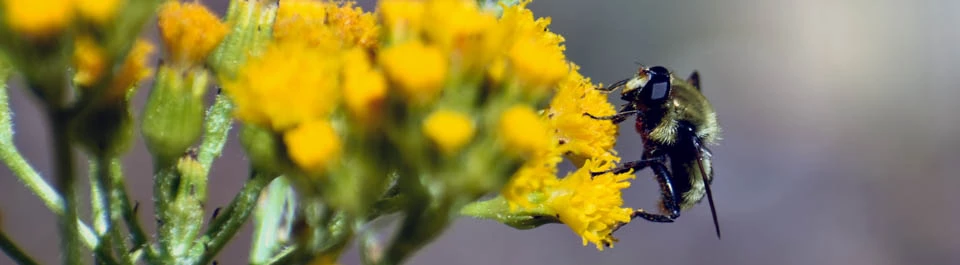 A yellow and black bumblebee on a cluster of small yellow flowers.