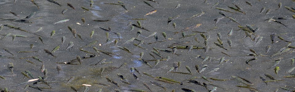 Fish swimming at the surface of Butte Lake