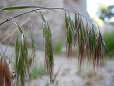 Cheatgrass displaying its signature purple tips prior to going to seed.