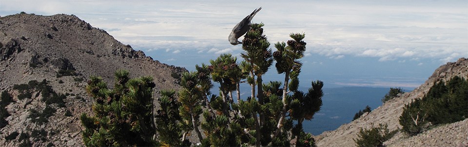 A gray jay-sized bird bending down with its beak in a round-shaped pinecone on a conifer tree. Rocky slopes are visible behind the tree with an open, partly cloudy sky in the background.