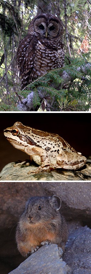 Three stacked images: an owl in a conifer tree, a frog on a rock, and a pika on a rock.