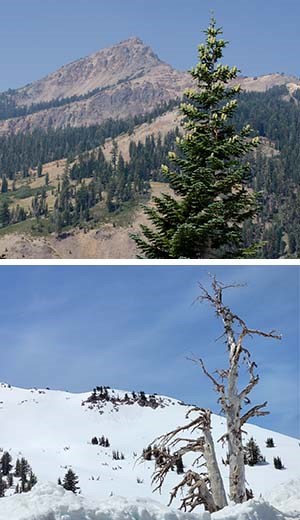 Two stacked photos of a fir tree with upright cones backed by a volcanic peak and a dead tree on a snow mountainside.