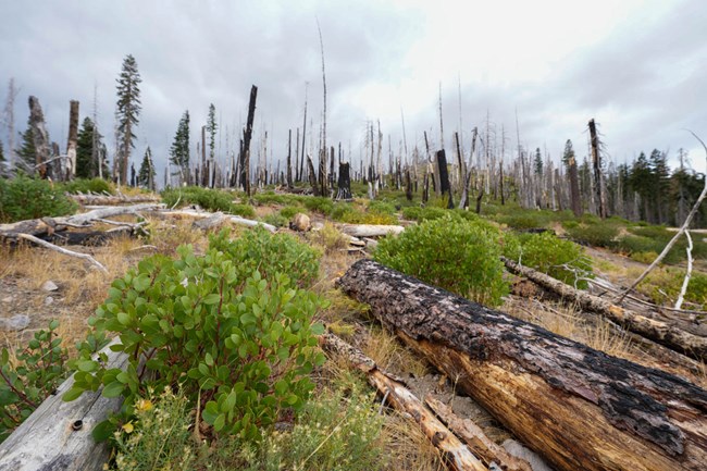 Bright green shrubs grow near logs on a burned slopes, andn dead trees can be seen on the horizon.
