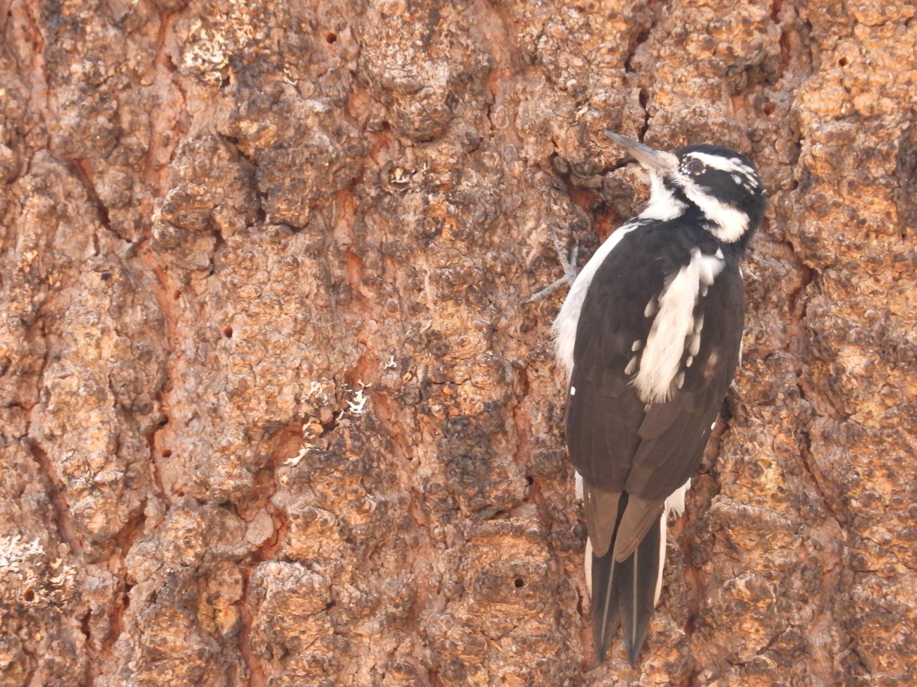 Hairy Woodpecker on tree