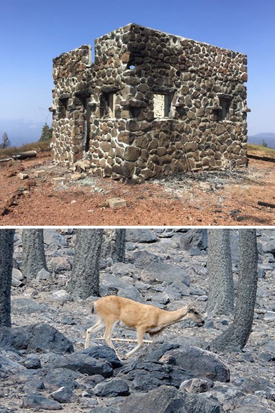 Two stacked images: the stone base of a two-story lookout tower burned by wildfire and a tan deer walks through a burned forest.