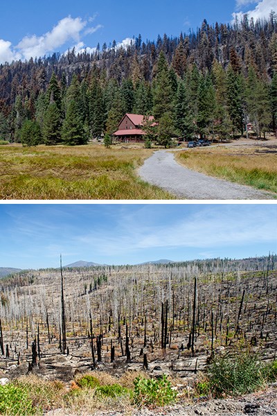 Two stacked photos: Burned trees on a hillside above a lodge and vegetation growing at the base of previously burned standing dead trees.
