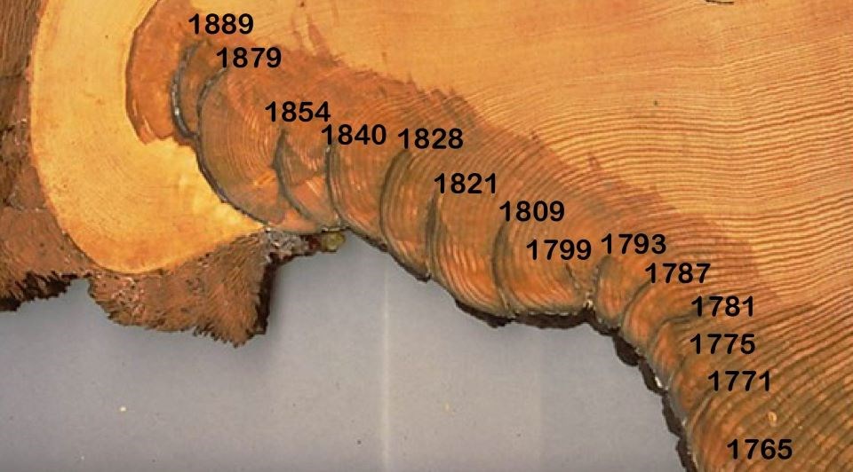 Cross-section of pine showing annual tree rings and 14 fire scars labeled with the years of the fires (between 1765 and 1889).
