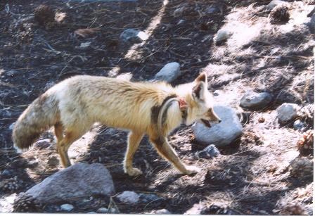 Sierra Nevada red fox with monitoring collar Sierra Nevada red fox with monitoring collar