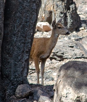 Lassen National Park - Naturalists at Large - Environmental education,  mixed conifer forests, red fir forests, subalpine areas, volcanoes,  Manzanita lake, Northern California