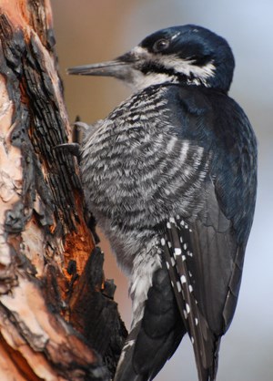 Black-backed woodpecker on the trunk of a pine probing for insects under the bark.