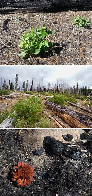 Three stacked photos of a regeneration in a burned area: aspen seedling, green-leaf manzanita, and a lodgepole cone.