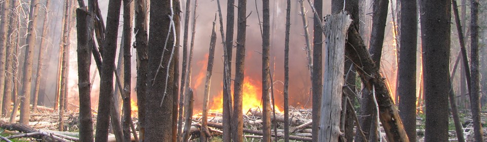 Fire burning in lodgepole pine forest Fire burning in lodgepole pine forest