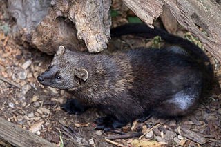 A large, cat-sized fisher peers out from under a log.