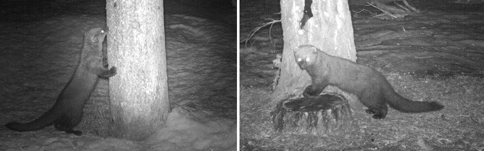 Two black and white wildlife camera photos of a fisher at a tree.