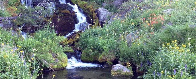 Wildflowers on Hat Creek