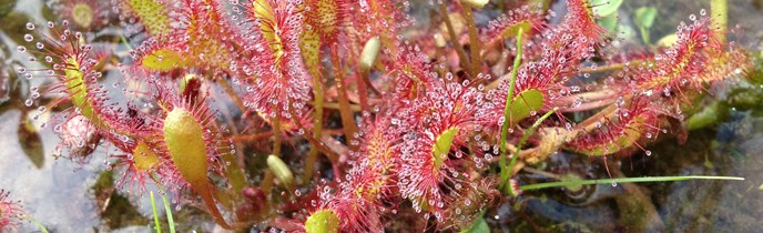 The carnivorous sundew (Drosera anglica) on the surface of Big Willow Lake.