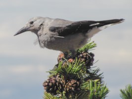 A grey bird with black wings and a pointed beak birched on a trees top with dense pinecones.