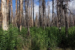 Aspen regeneration