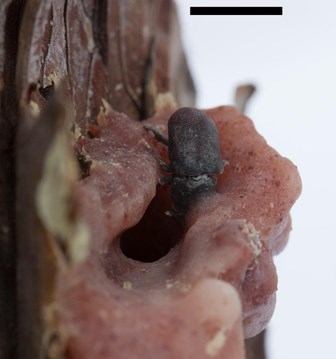 Jeffrey Pine Beetle being successfully pitched out.