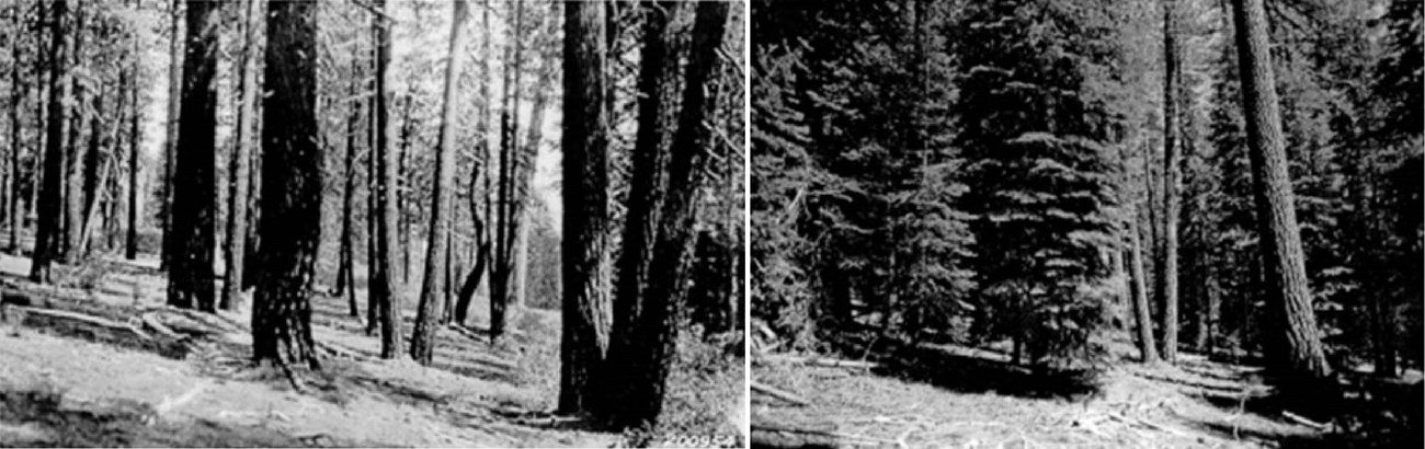 Left image shows a relatively open conifer forest with space between trees, (1925) and the right photo shows a dense forest with many more young fir trees (1993).