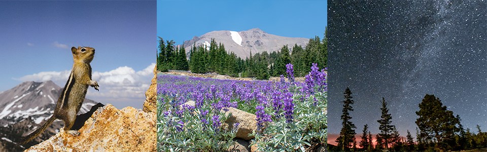 Three photos: squirrel on hind legs on mountain top, purple flower backed by a volcano, Milkyway over volcano and trees