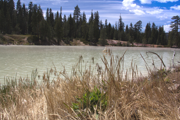 Lassen's rare Panicum survives the treatment of invasive cheatgrass and now has a chance at survival.