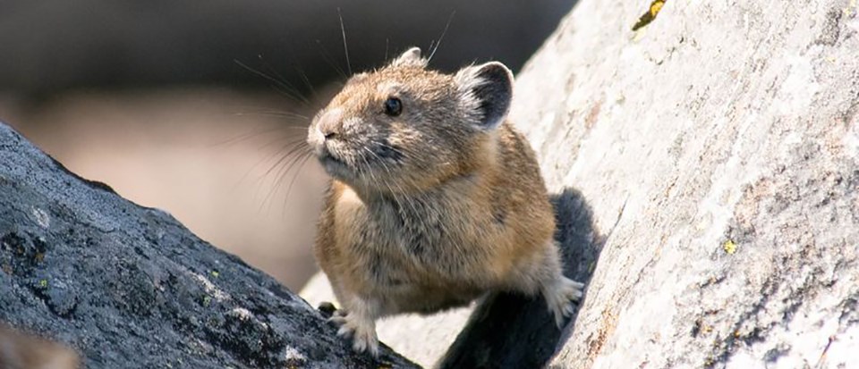 Pika straddles two rocks Pika straddles two rocks
