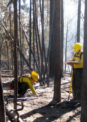 Two fire monitors collect fire effects data along a measuring tape making a plot boundary in a conifer forest.