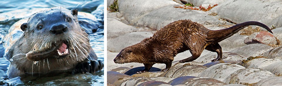 A river otter swimming with a fish in its mouth (left) and a river otter walking (right)