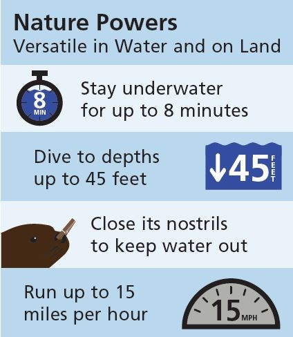 Graphic with text and matching icons top to bottom: Nature Powers: Versatile in Water and on Land. Stay underwater for up to 8 minutes. Dives to depths up to 45 feet. Close its nostrils to keep water out. Run up to 15 miles per hour.