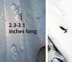A photo of fox prints in the snow next to the tip of a ski at left, at right small oblong pieces of scat on the snow next to a ski and boot