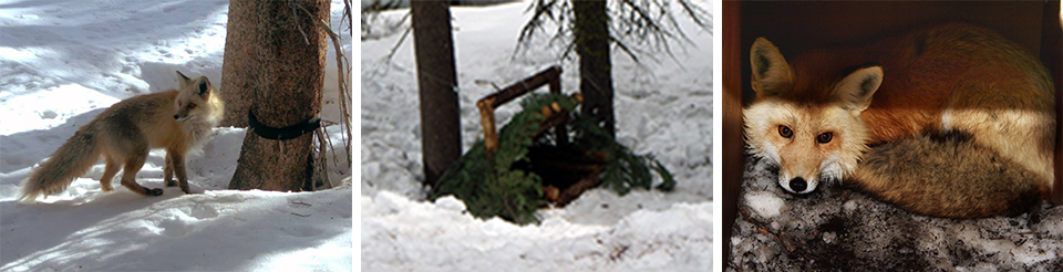 A collection of three pictures: a fox walking over snow looking behind it, a log trap camouflaged with conifer branches, and a red fox curled up in a wooden box trap