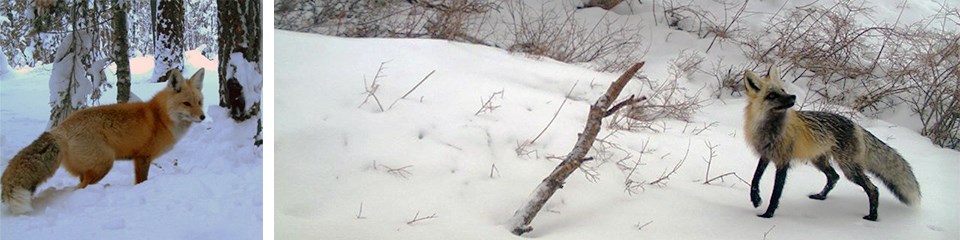 Two photos of red foxes in the snow: left fox with red coat and gray tail, right fox with yellow and brown coat