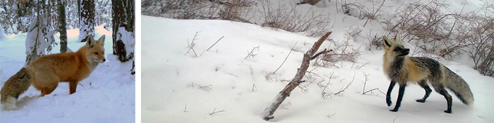 Sierra Nevada red fox header Two photos of red foxes in the snow: left fox with red coat and gray tail, right fox with yellow and brown coat