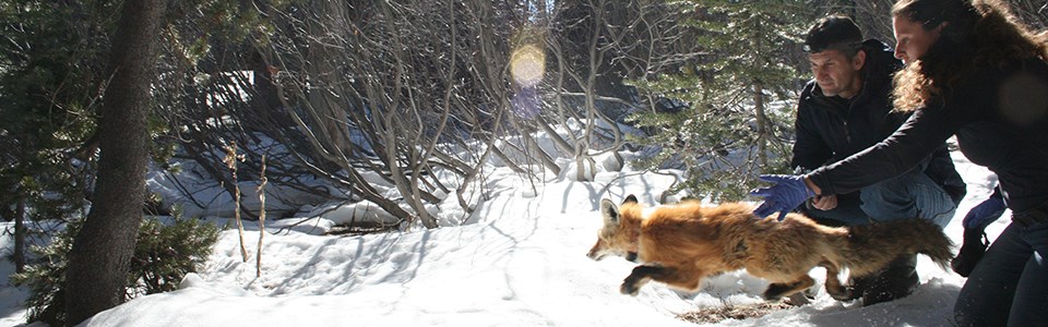 Sierra Nevada red fox release A man crouches behind a woman kneeling who is releasing a red fox into a snow-covered forest.