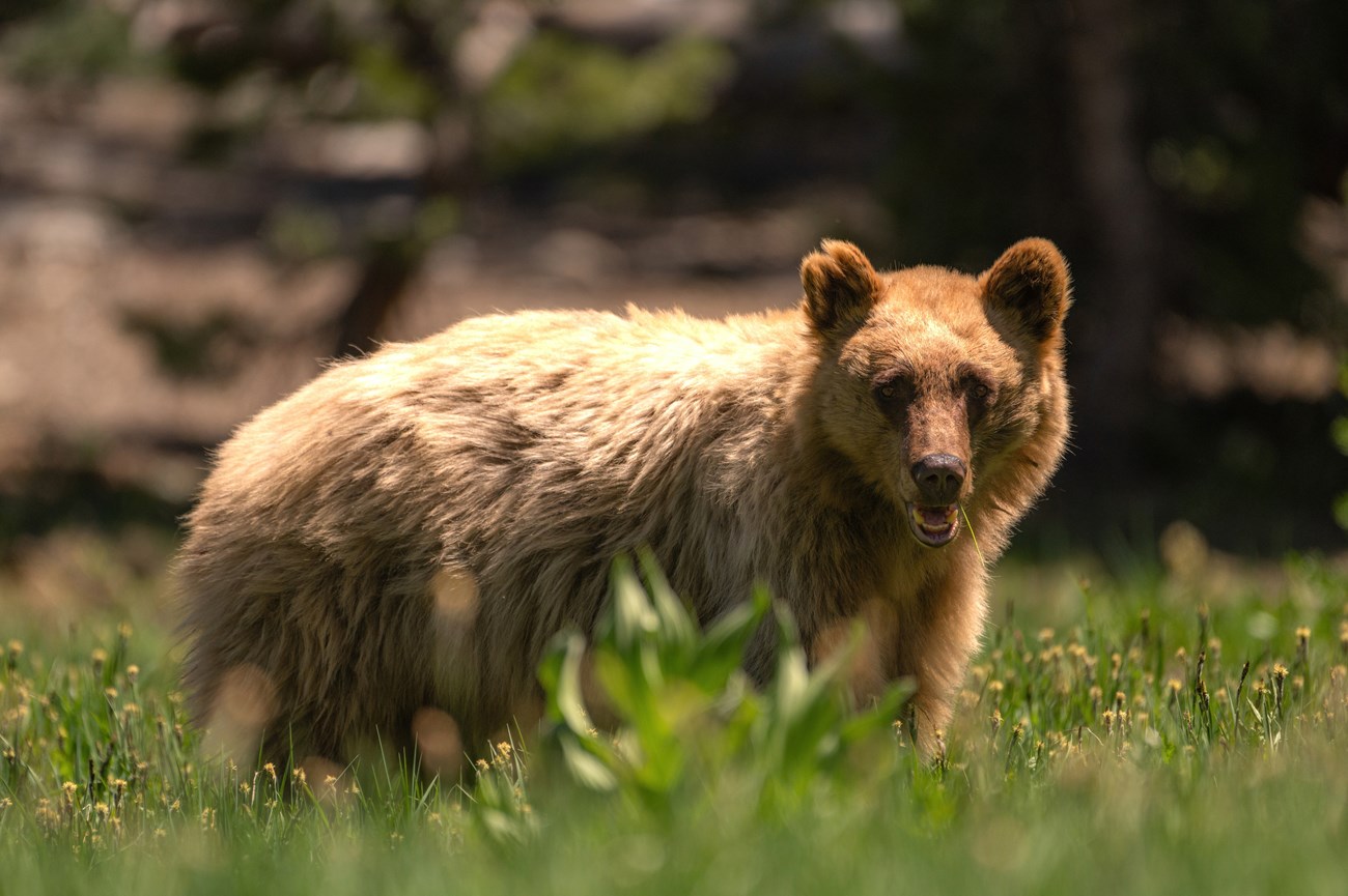 light tan adult black bear stares into camera