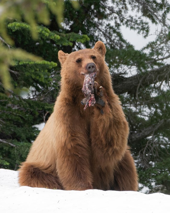 Black Bear happily chews Mule Deer meat with one paw holding the meat and the other on the snow-covered ground
