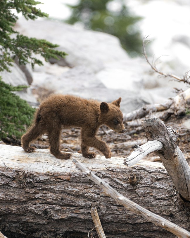 Bears cub walks on log in a melted-out area near patches of snow
