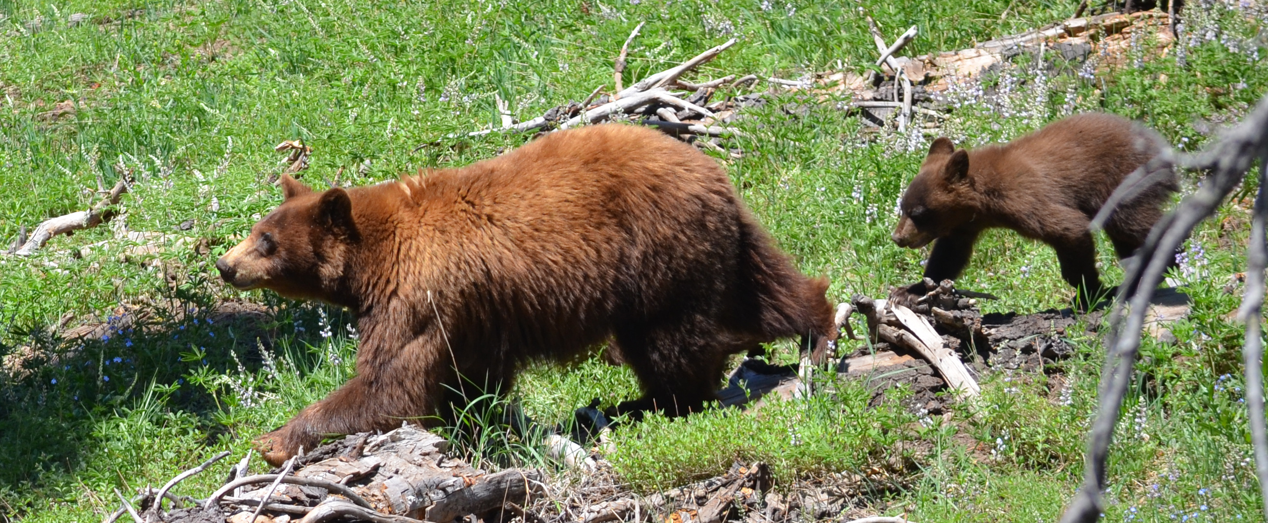 Black bears lassen volcanic national park u s national park service 