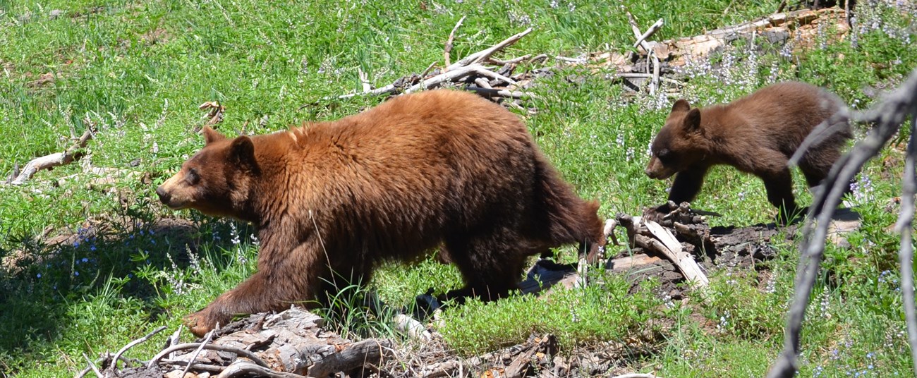 Black bear sow and cub walk through grassy area