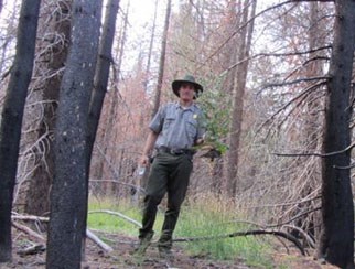 a man walks through the woods manually pulling up bull thistle.