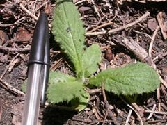 bull thistle rosette